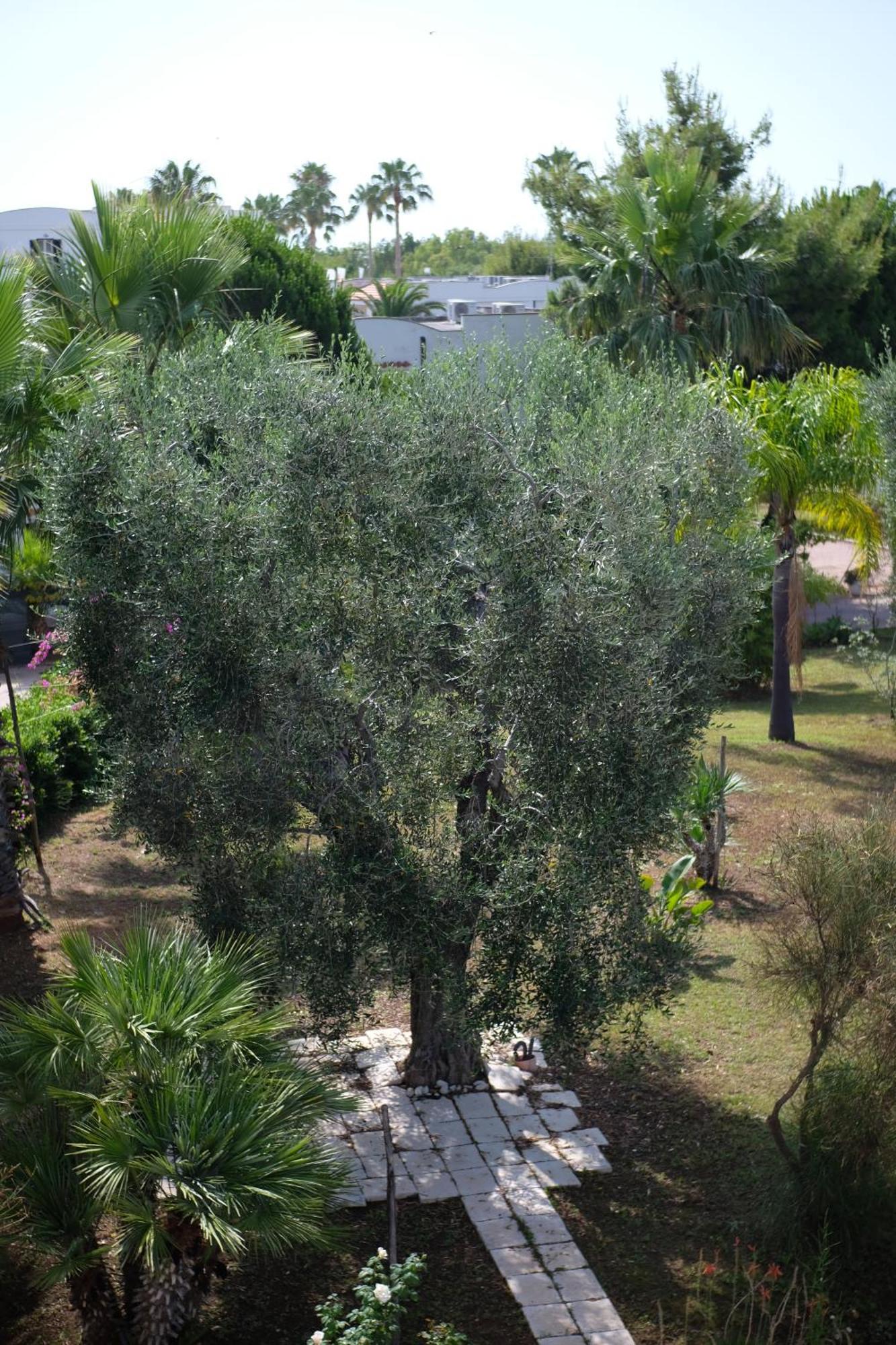 Sciali
